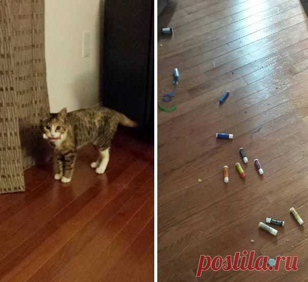 18 котов-воришек, вместе со своими сокровищами / Питомцы