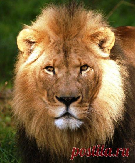 Фото Без названия. Альбом ЦАРЬ ЗВЕРЕЙ - 50 фото. Фотографии ⊰✿⊱ ОЛЬГА ⊰✿⊱.