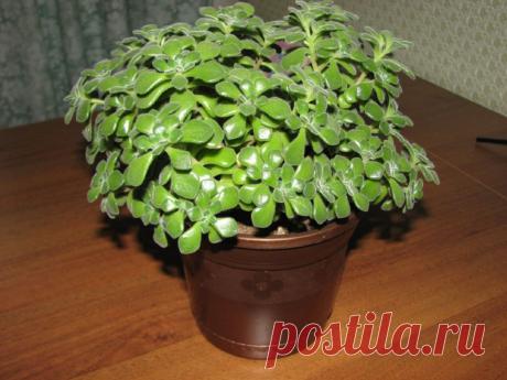 Аихризон: фото и виды, выращивание и уход в домашних условиях