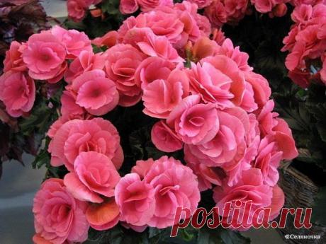 Бегония » Селяночка - портал для фермеров, сельское хозяйство, животноводство, птицеводство, пчеловодство, земледелие, рыбоводство, грибоводство, форум фермеров