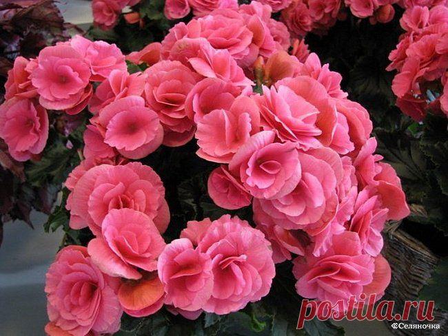 Бегония » Селяночка - портал для фермеров, сельское хозяйство, животноводство, птицеводство, пчеловодство, земледелие, рыбоводство, грибоводство, форум фермеров