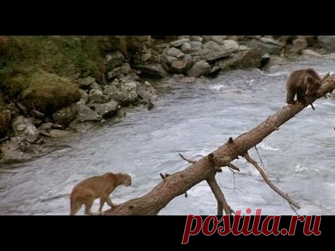 Pinterest • Всемирный каталог идей                                                                      https://youtu.be/g6OXKB4Yz9A