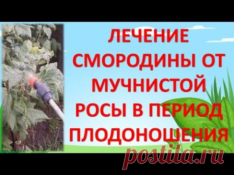 СУПЕРСМЕСЬ ОТ МУЧНИСТОЙ РОСЫ НА СМОРОДИНЕ, ОГУРЦАХ, ВИНОГРАДЕ В ПЕРИОД ПЛОДОНОШЕНИЯ