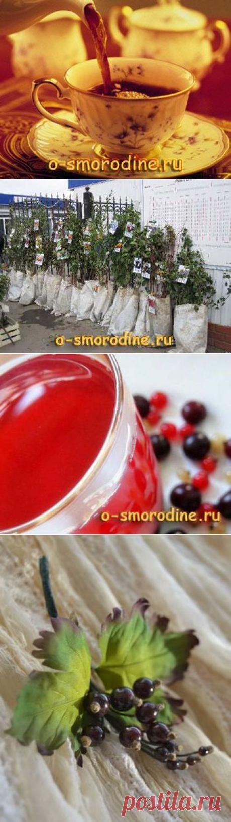 Общеукрепляющий чай из листьев чёрной смородины
