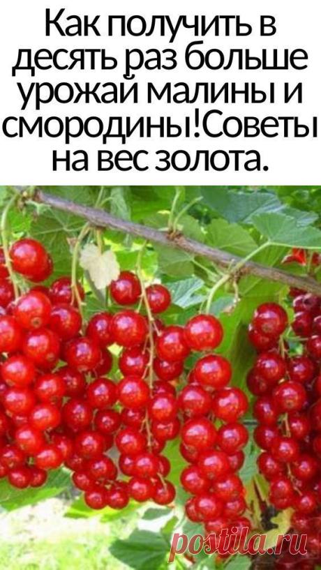 Как сделать так, чтобы на даче было много малины? Даже очень много!