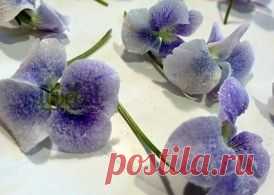 Как сделать сахарные цветы