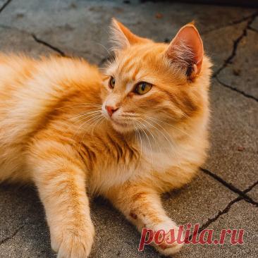 Злыдня - Готовим так!