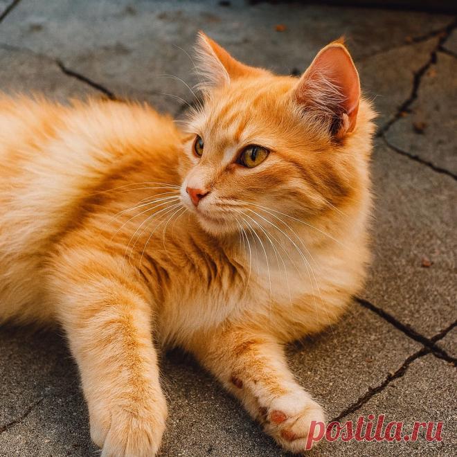 Злыдня - Готовим так!