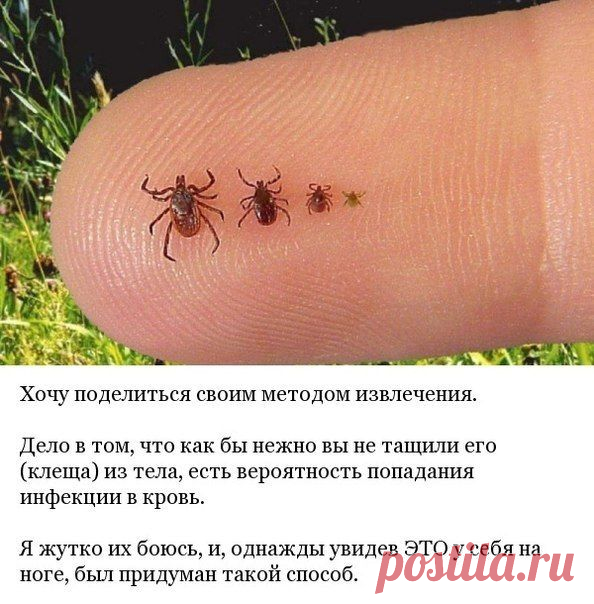 Безопасный и быстрый метод извлечения клещей | Страна Полезных Советов
