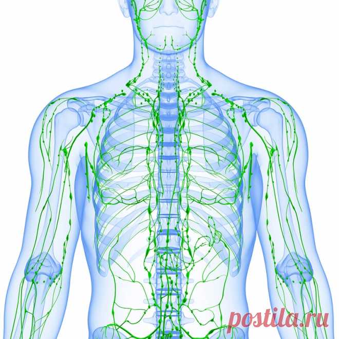 Золотые рецепты фитотерапии: очищение лимфы в один прием. На страже чистоты твоего организма.