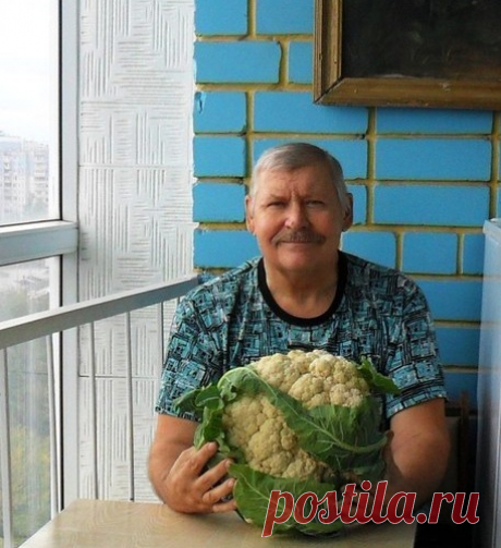 Как вырастить цветную капусту сочной и крупной!