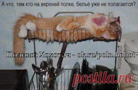 У собак есть хозяин. У кошек - обслуживающий персонал.
