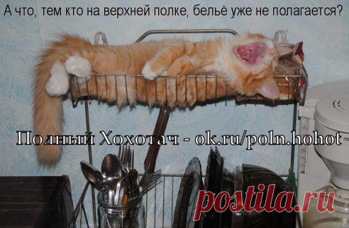 У собак есть хозяин. У кошек - обслуживающий персонал.