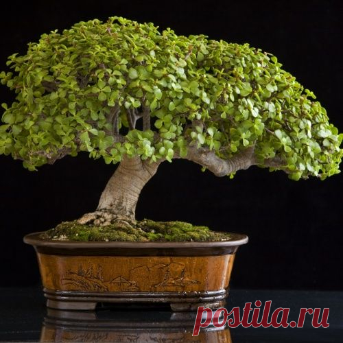 9 комнатных растений, которые отлично чистят воздух и никогда не умирают