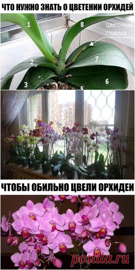 ВСЕ, ЧТО НУЖНО ЗНАТЬ О ЦВЕТЕНИИ ОРХИДЕЙ