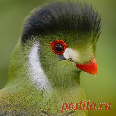 Photo by Best bird pictures on September 09, 2020. На изображении может находиться: птица.