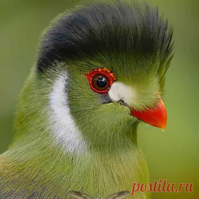 Photo by Best bird pictures on September 09, 2020. На изображении может находиться: птица.