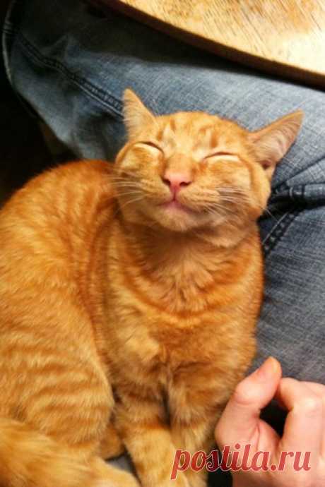 Улыбающиеся коты, глядя на которых становится теплее на душе