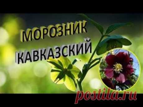 Морозник кавказский чистит сосуды и улучшает работу сердца
