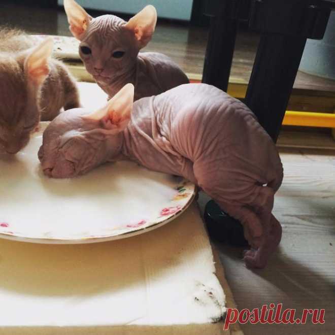 Мои коты