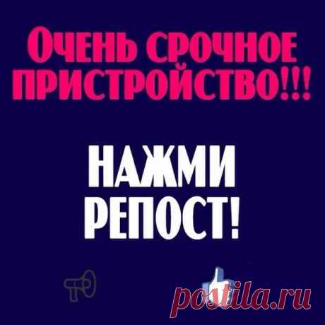 (18) Умоляем, помогите! Пропадут домашние на улице... - Дай лапку - 19 января - 43003762331 - Медиаплатформа МирТесен