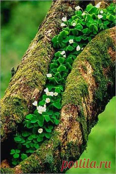 Champagne Supernova — ollebosse: Clover growing on an Oak tree in...