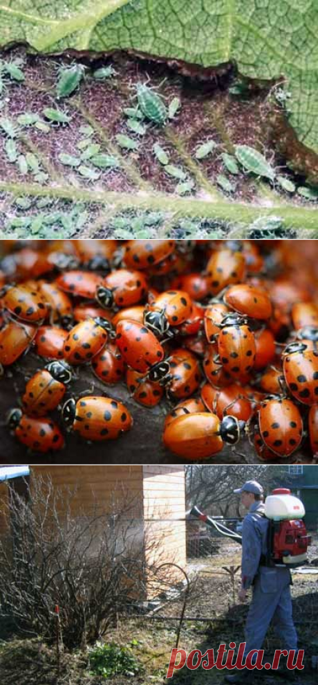 Методы борьбы с тлей. | Мое подворье