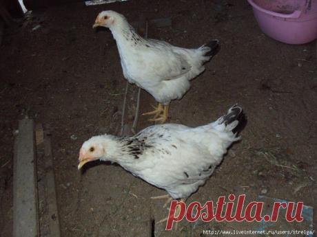 Куриные хитрости