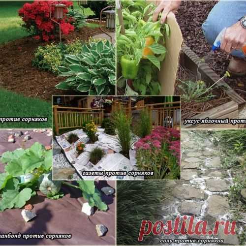 Сорняки и меры борьбы с ними подручными средствами