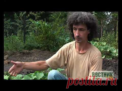 Сажаем правильно огурцы (Видео) / Урок от журнала "Вестник цветовода".