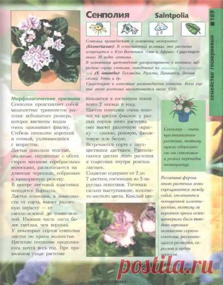 Книга: Лучшие комнатные растения