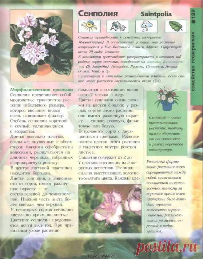 Книга: Лучшие комнатные растения