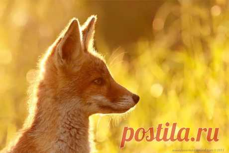 Молодой лисенок