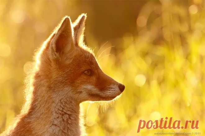 Молодой лисенок