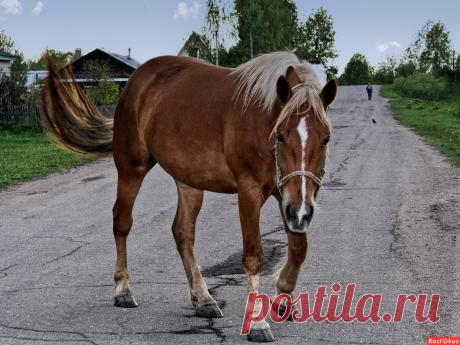 Фото: Что это ты делаешь?. Татьяна. Фото животных. Фотосайт Расфокус.ру