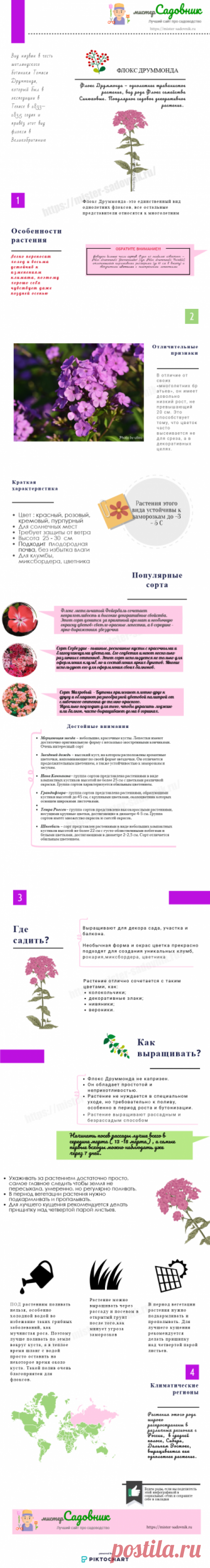 Флоксы семенами на рассаду - правила посадки и ухода