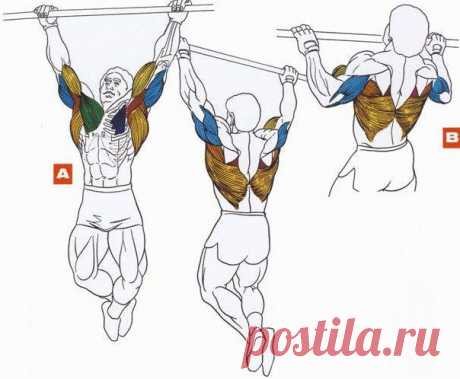 Основа основ: подтягивания / Спорт Сильных!