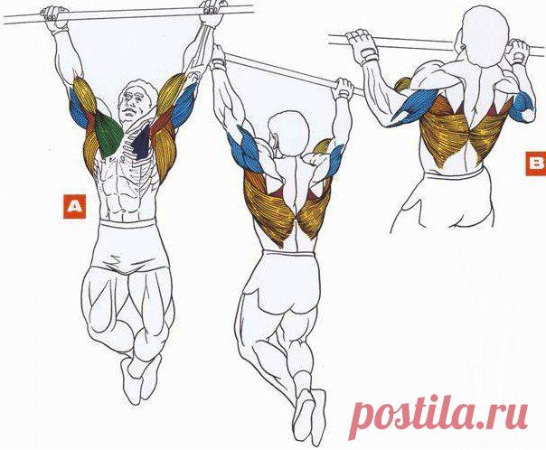 Основа основ: подтягивания / Спорт Сильных!