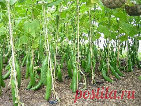 Одноклассники