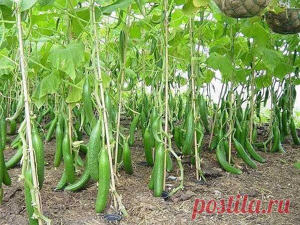 Одноклассники