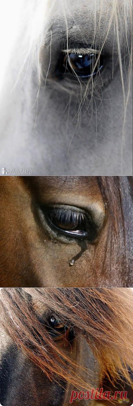 Глаза лошадиные...в душу заглянут.