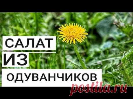 Салат из Одуванчиков. Как Приготовить Полезный Весенний Корейский Салат за 0 рублей.
