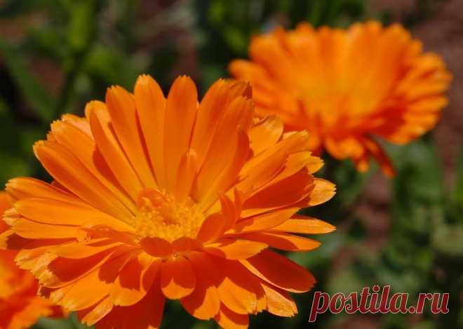 Дренажный чудо-напиток