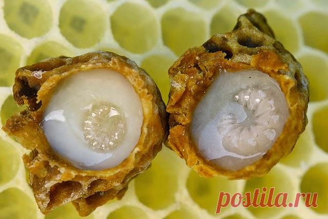 Медовые композиции - Полезная информация - Тенториум Самара. Продукты пчеловодства.