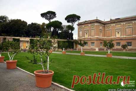 Сады Ватикана В мире существует государство, половину территории которого занимают сады. Если вы теряетесь в догадках, то ответ весьма прост – это Ватикан. Будучи самым маленьким государством, он имеет территорию 44 га, половина из которых занимают сады и даже лес на два гектара.Сады Ватикана были...