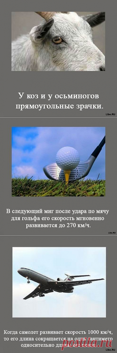 Множество интересных фактов в картинках.