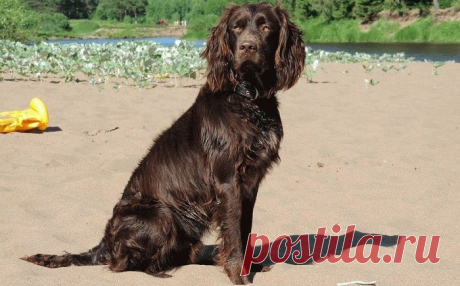 Вахтельхунд – немецкий спаниель: описание породы, характер, содержание, уход, фото Описание и характеристики Вахтельхунда, немецкого спаниеля. Характер и социальное поведение собаки. Плюсы и минусы данной породы.