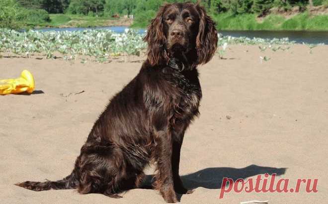 Вахтельхунд – немецкий спаниель: описание породы, характер, содержание, уход, фото Описание и характеристики Вахтельхунда, немецкого спаниеля. Характер и социальное поведение собаки. Плюсы и минусы данной породы.