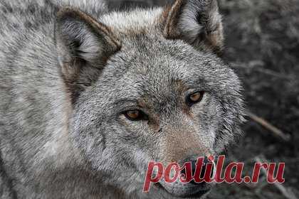 В российском регионе волк напал на двоих человек. В сельской местности Еврейской автономной области (ЕАО) волк напал на двух человек — их госпитализировали. Об этом сообщил региональный департамент ветеринарии. «5 апреля 2023 года в теплицах полевого сельскохозяйственного стана, расположенного в 8 километрах от поворота с трассы Ленинское — Биджан», — заявили там.