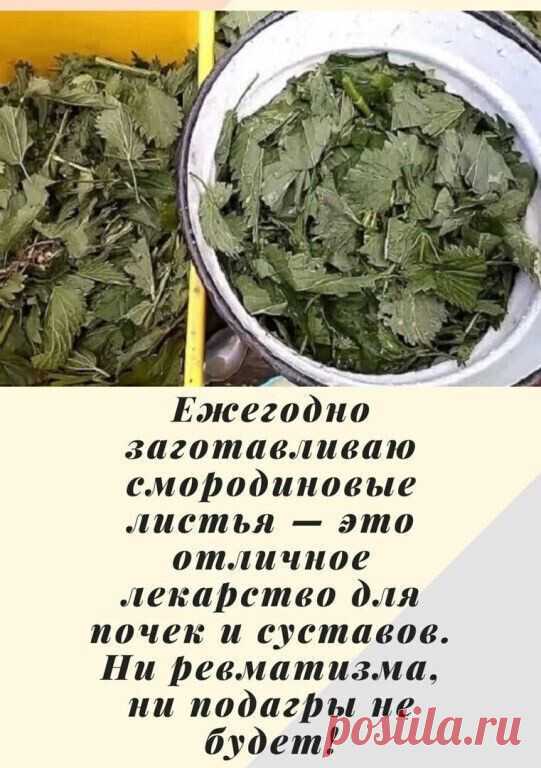 Ежегодно зaготавливаю смородиновые листья — это отличное лекарство для почек и суставов. Ни ревматизма, ни подагры не будет!